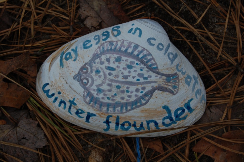 Winter Flounder lay eggs in cold water March/April Kari Percival